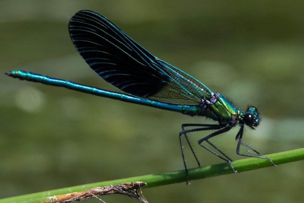 Libellules