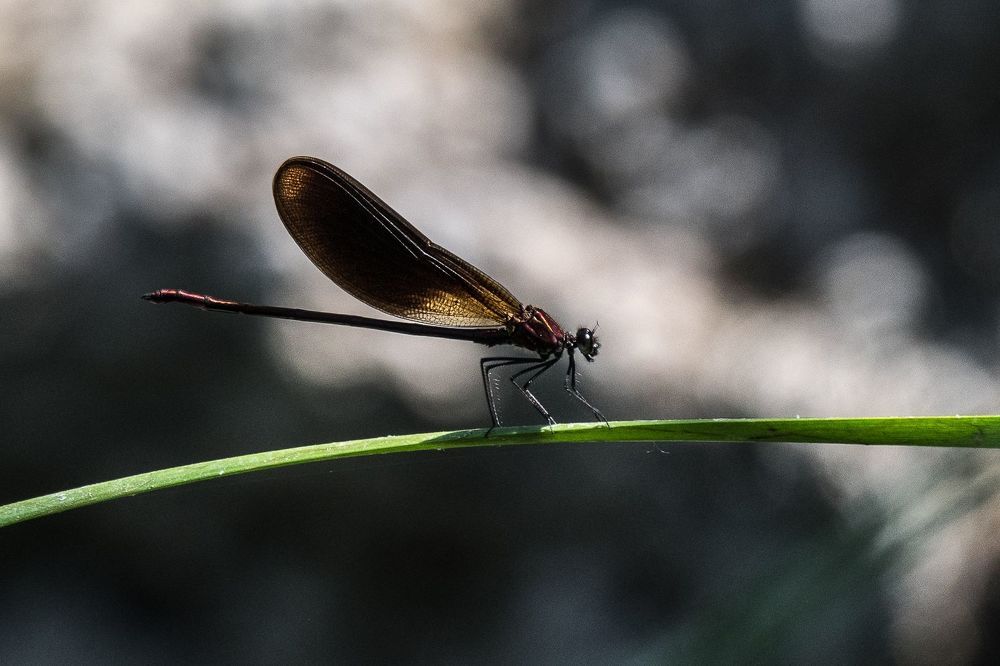 Libellules