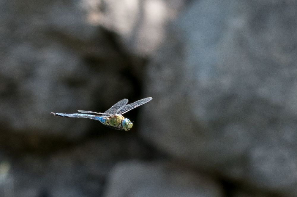 Libellules