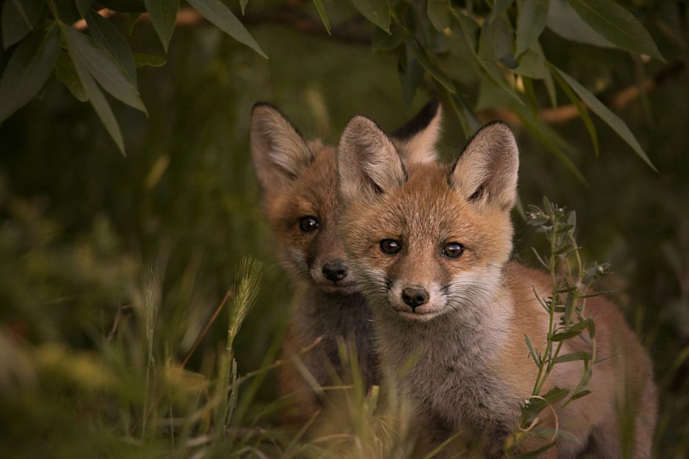 Photo 1464514