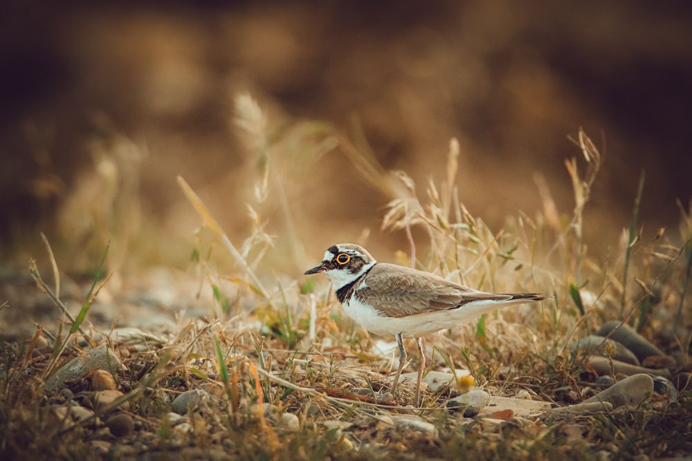 Photo 1464518
