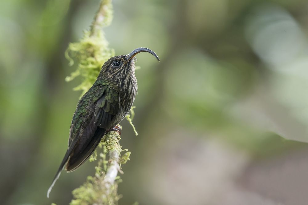White-tipped Sicklebill (Eutoxeres aquila) Pico de Hoz R