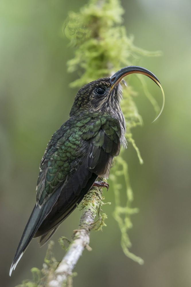 White-tipped Sicklebill (Eutoxeres aquila) Pico de Hoz R