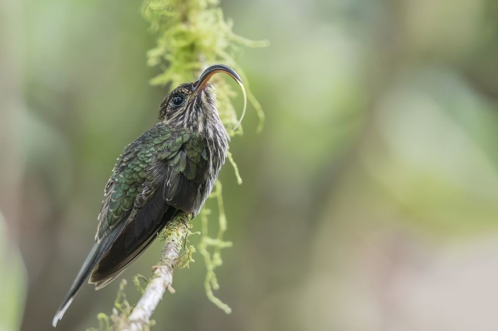 White-tipped Sicklebill (Eutoxeres aquila) Pico de Hoz R