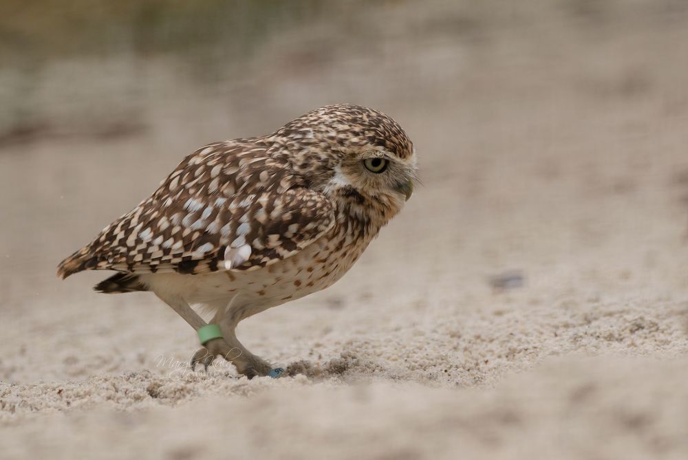 Burrowing Owl