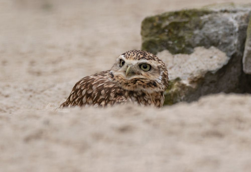 Burrowing Owl