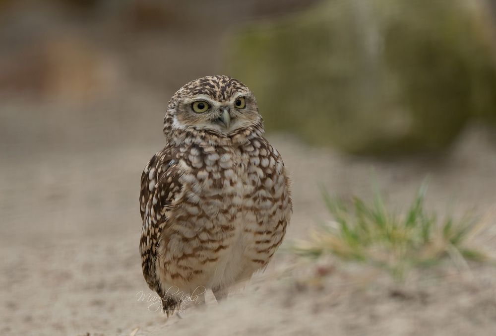 Burrowing Owl
