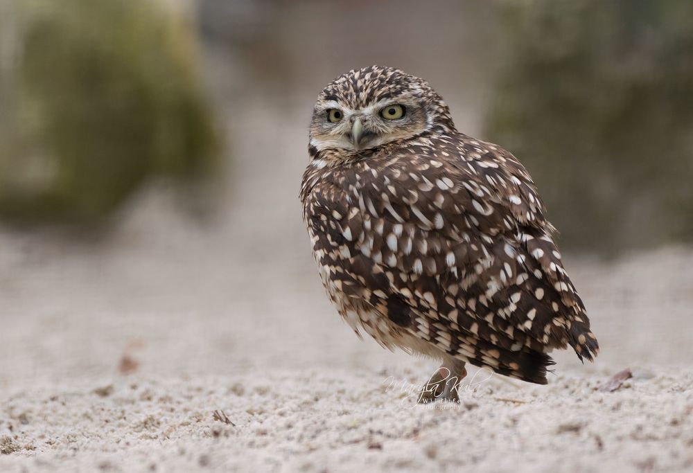 Burrowing Owl