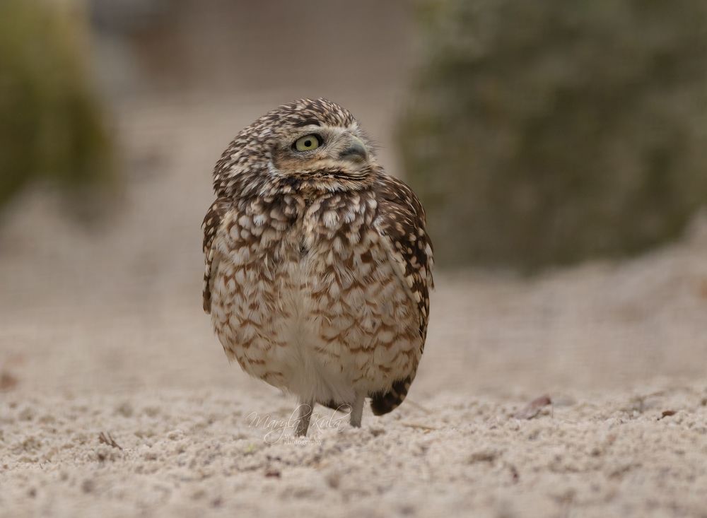 Burrowing Owl