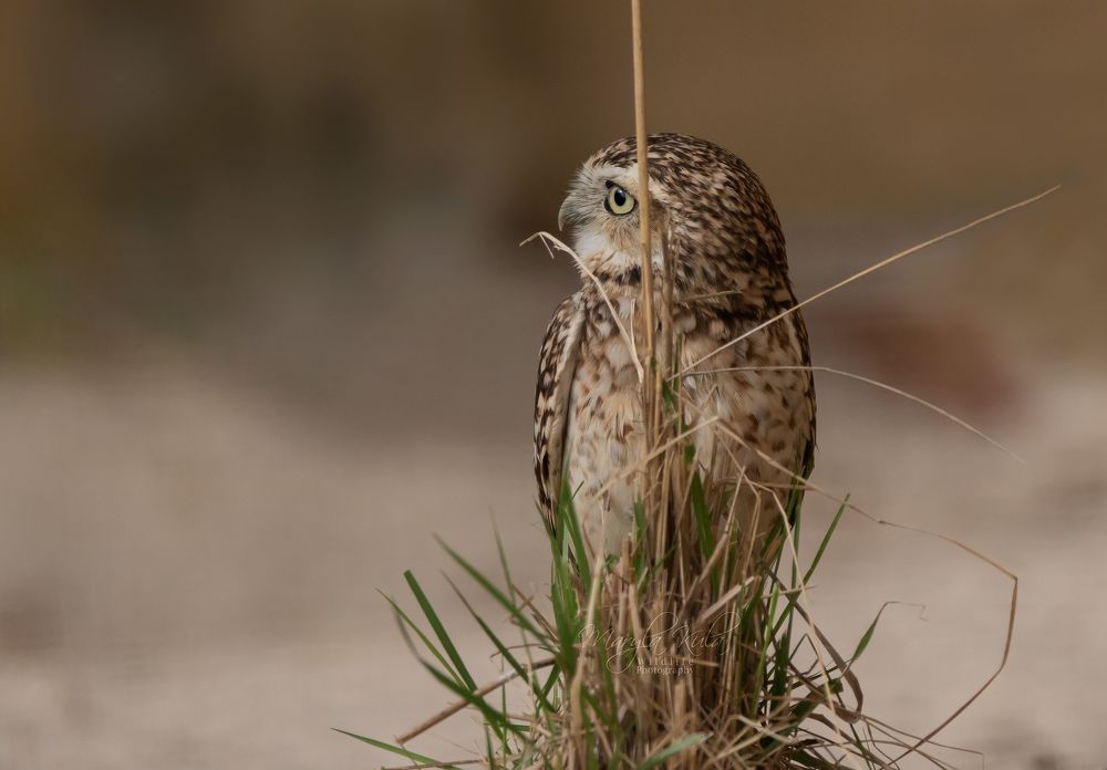 Burrowing Owl