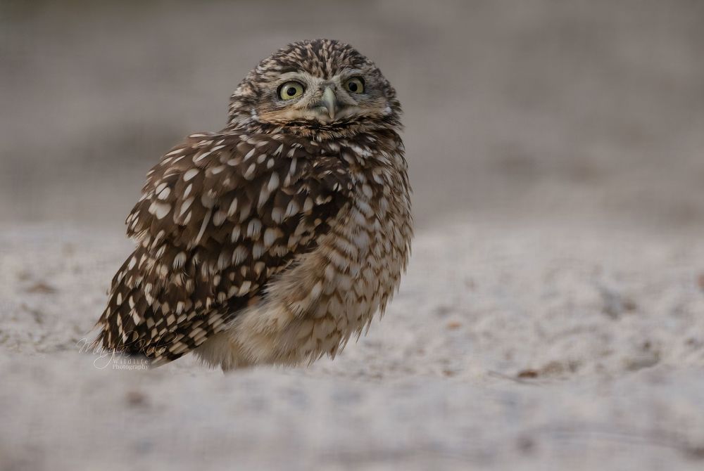 Burrowing Owl