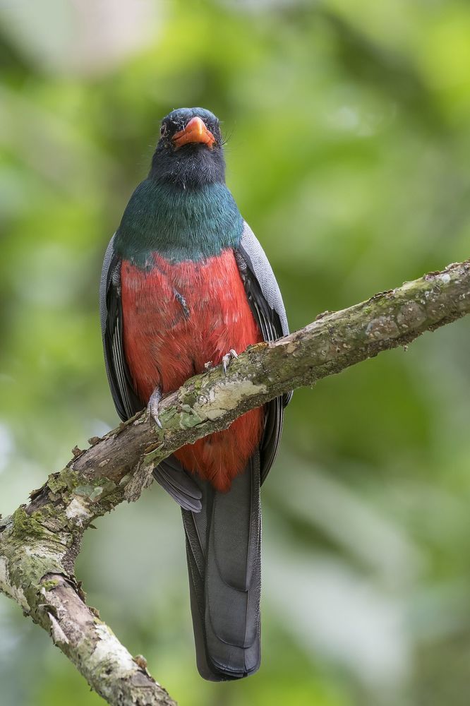 Slaty-tailed Trogon (Trogon massena) Trog&oacute;n Coliplomizo (Caicota) R