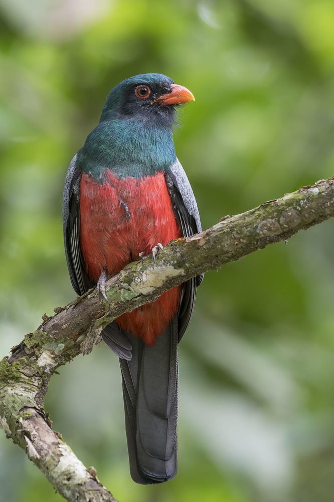 Slaty-tailed Trogon (Trogon massena) Trog&oacute;n Coliplomizo (Caicota) R