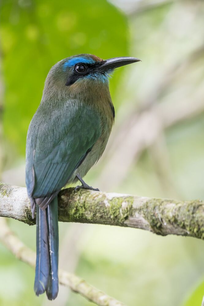 Keel-billed Motmot (Electron carinatum) Momoto Pico Quilla (P&aacute;jaro Bobo) R