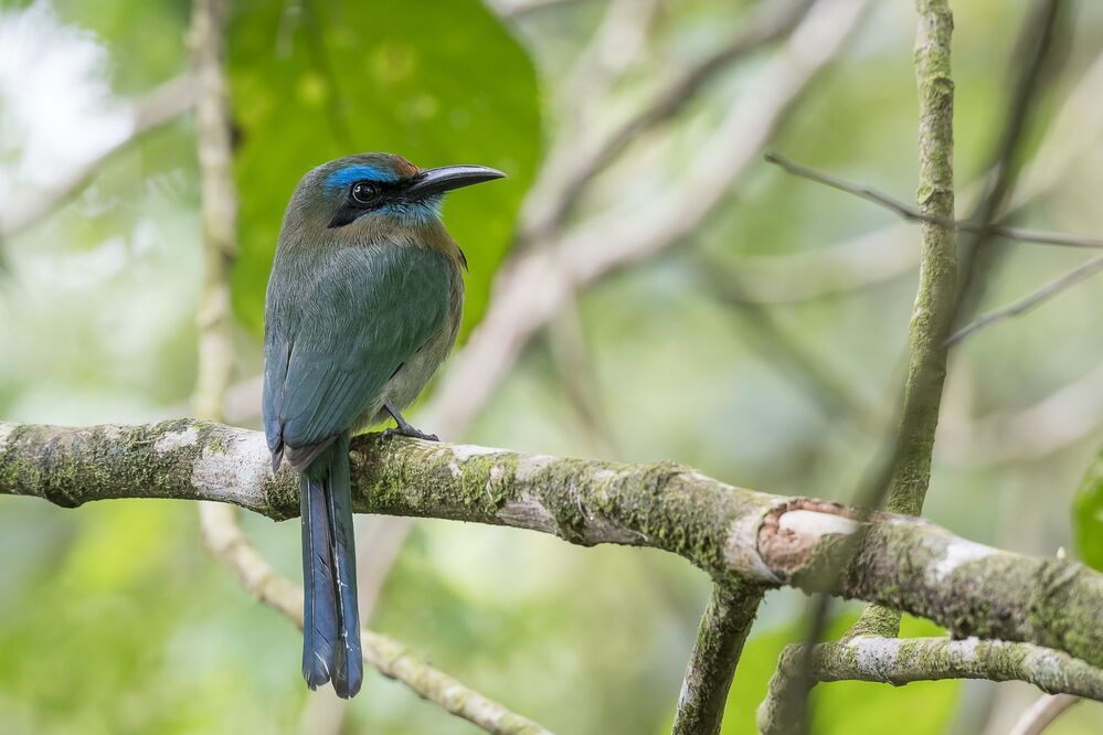 Keel-billed Motmot (Electron carinatum) Momoto Pico Quilla (P&aacute;jaro Bobo) R