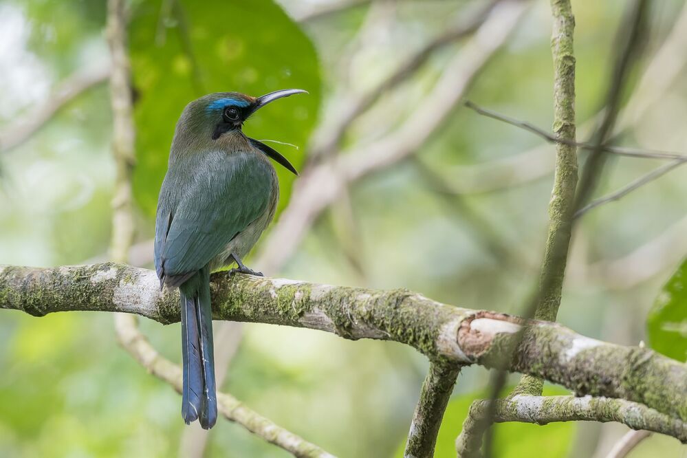 Keel-billed Motmot (Electron carinatum) Momoto Pico Quilla (P&aacute;jaro Bobo) R