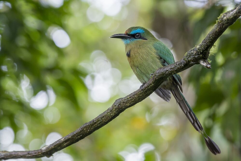 Keel-billed Motmot (Electron carinatum) Momoto Pico Quilla (P&aacute;jaro Bobo) R