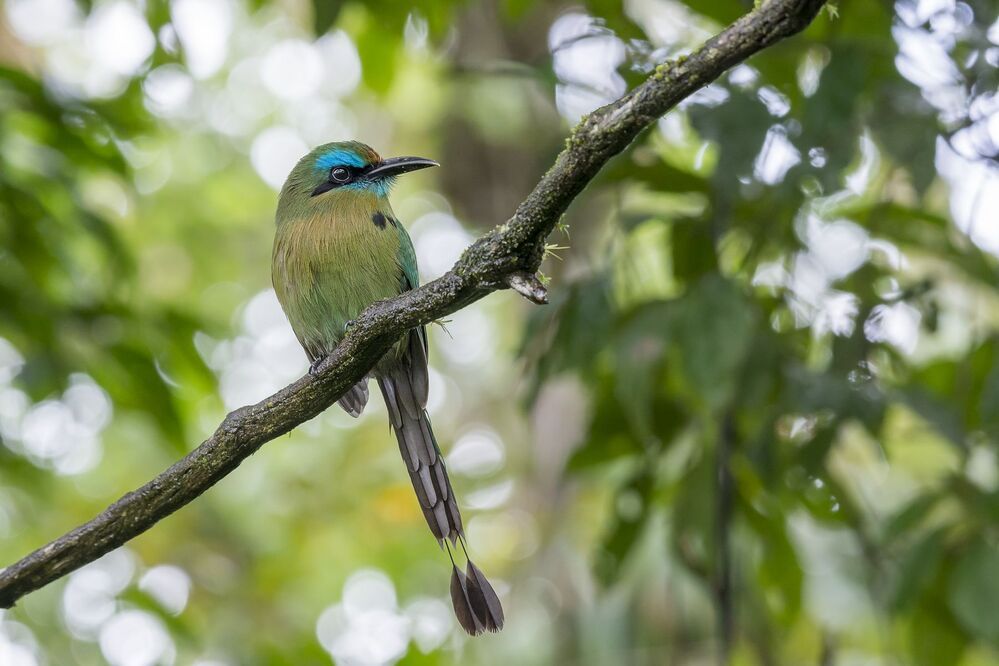 Keel-billed Motmot (Electron carinatum) Momoto Pico Quilla (P&aacute;jaro Bobo) R