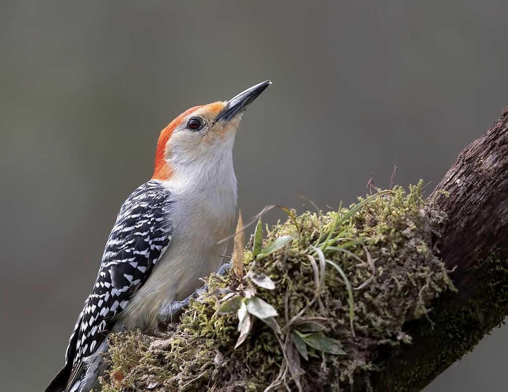 Дятел - Каролинский меланерпес - Red-bellied Woodpecker