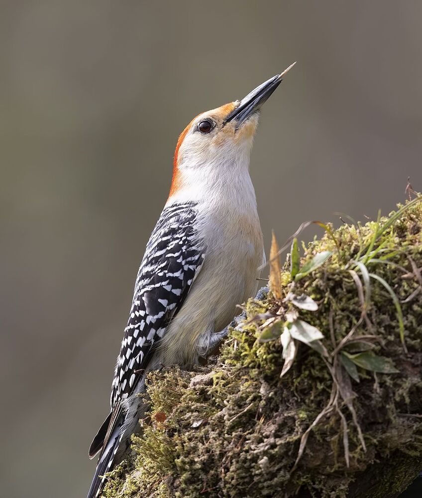 Дятел - Каролинский меланерпес - Red-bellied Woodpecker