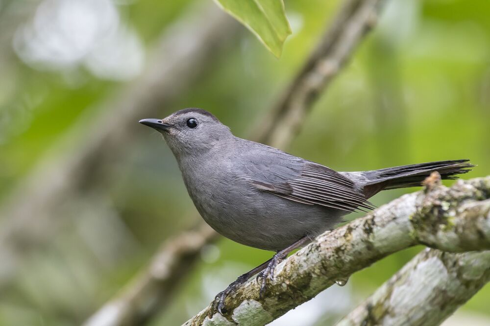 Gray Catbird (Dumetella carolinensis) Pájaro-gato Gris M