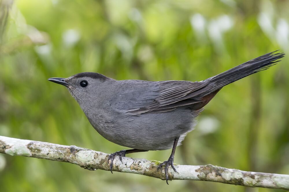 Gray Catbird (Dumetella carolinensis) Pájaro-gato Gris M
