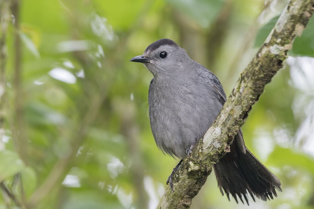 Gray Catbird (Dumetella carolinensis) Pájaro-gato Gris M