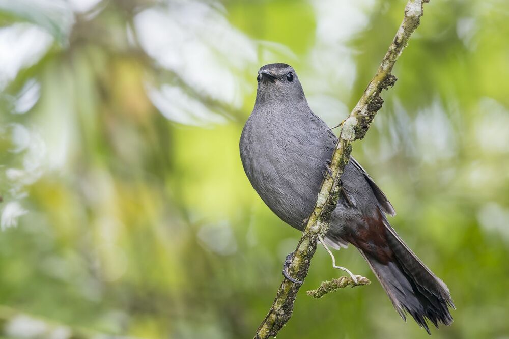 Gray Catbird (Dumetella carolinensis) Pájaro-gato Gris M