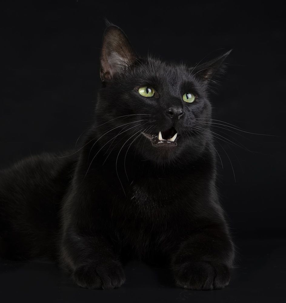 Кузя - Black Cat