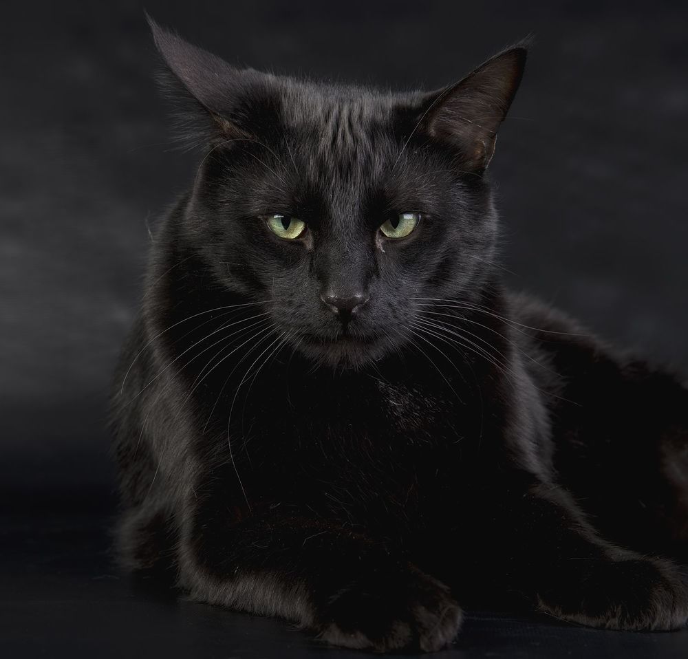 Кузя - Black Cat