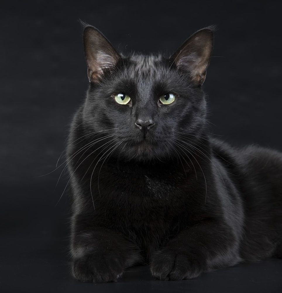 Кузя - Black Cat