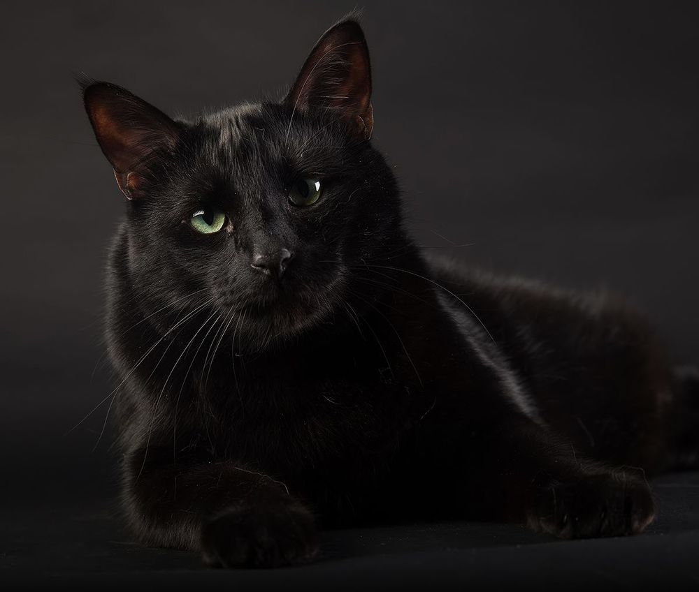 Кузя - Black Cat