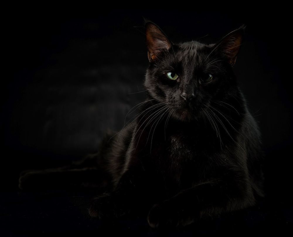 Кузя - Black Cat