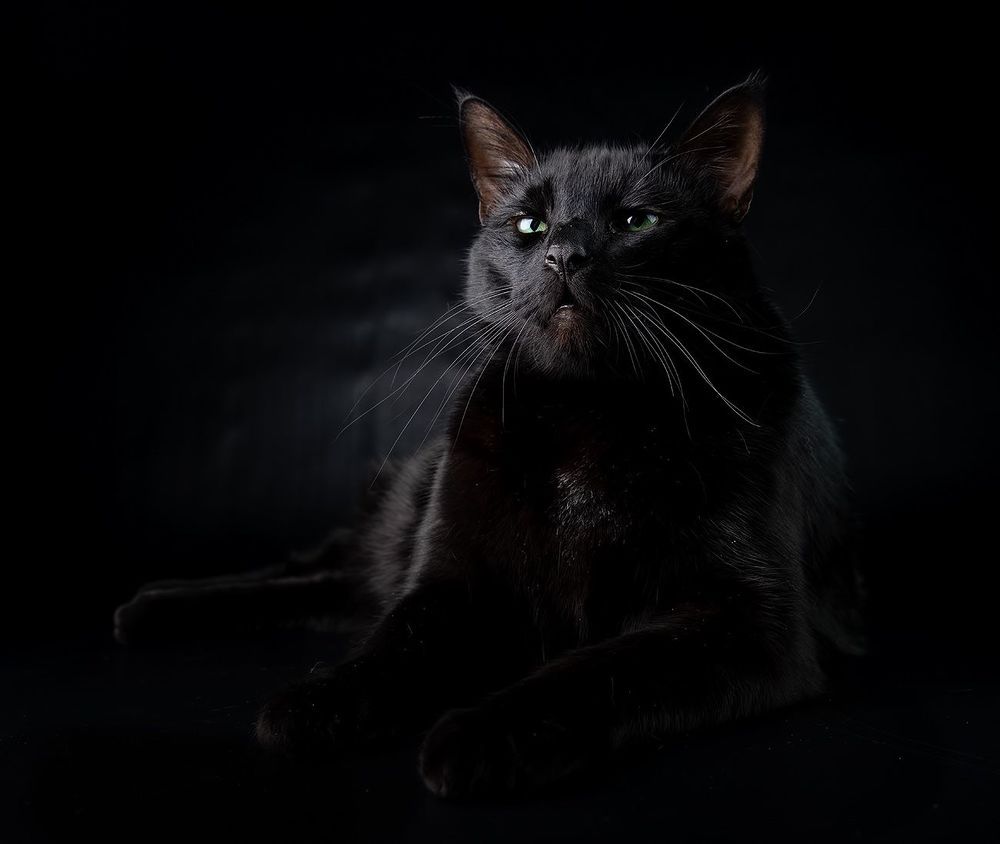 Кузя - Black Cat