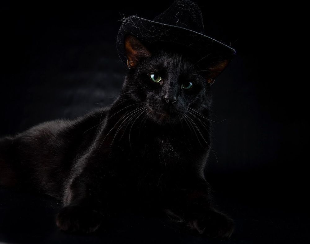 Кузя - Black Cat
