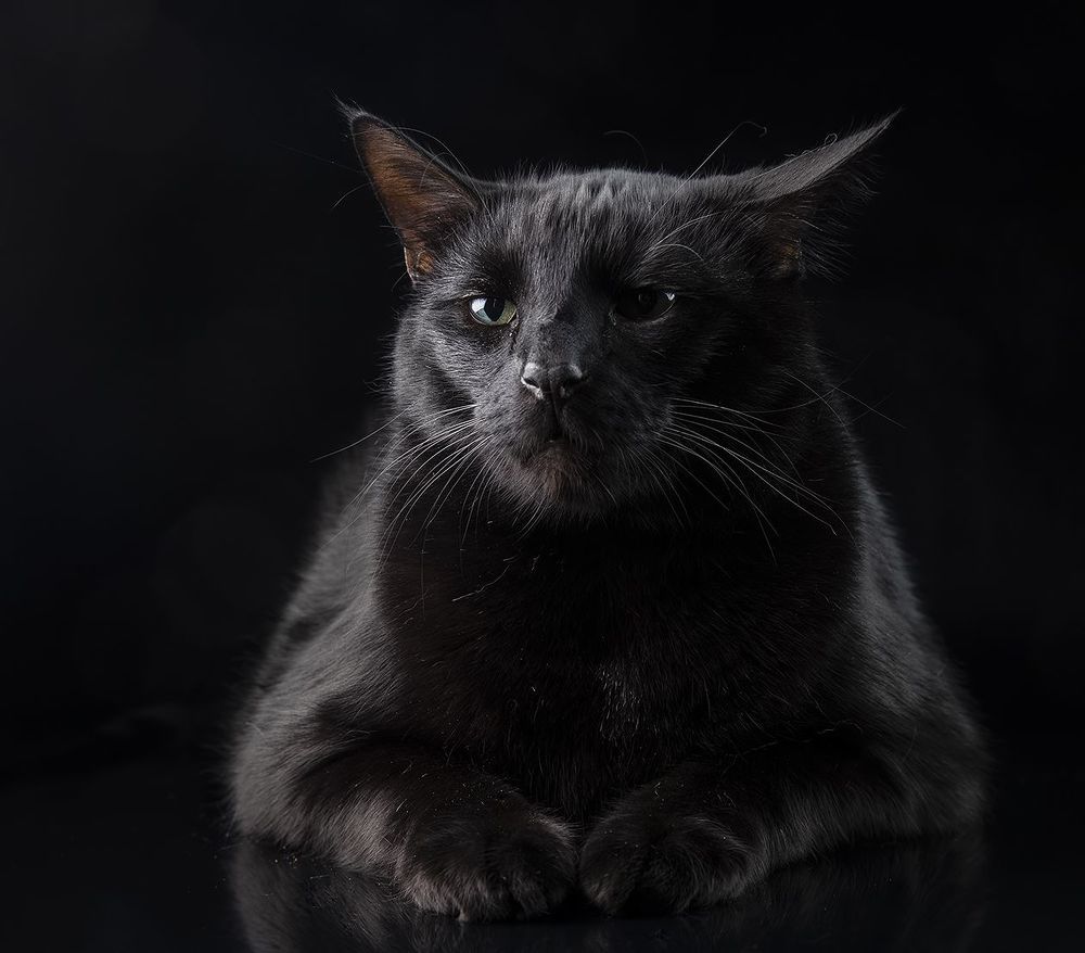 Кузя - Black Cat