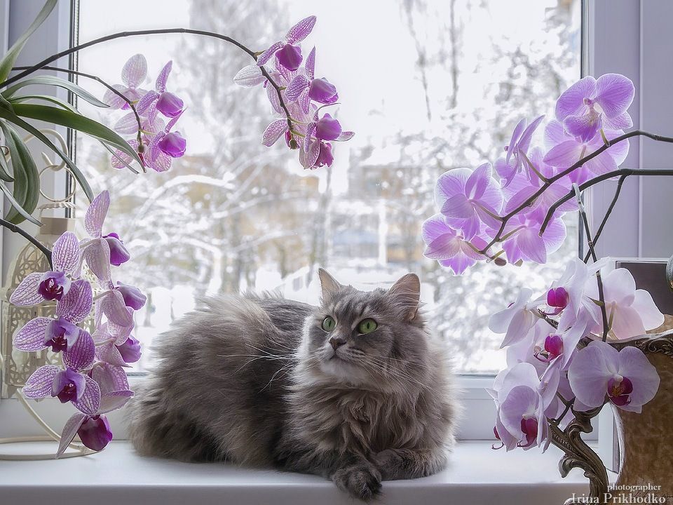 - А дома у нас - тропическое лето!
