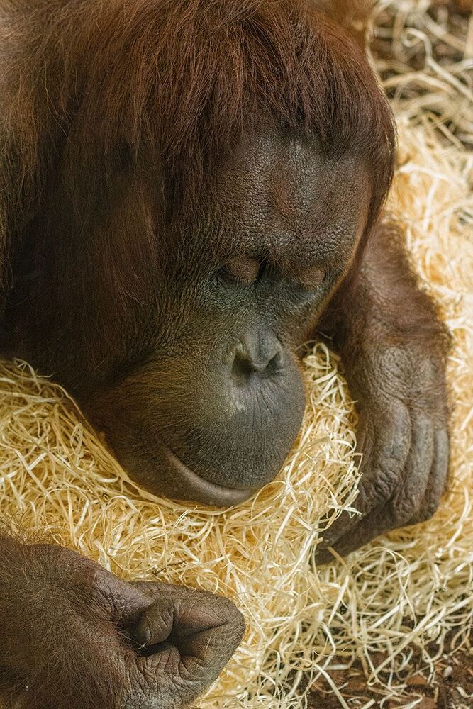 ZOO_Логия