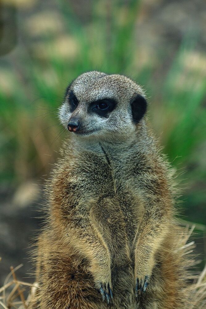 ZOO_Логия