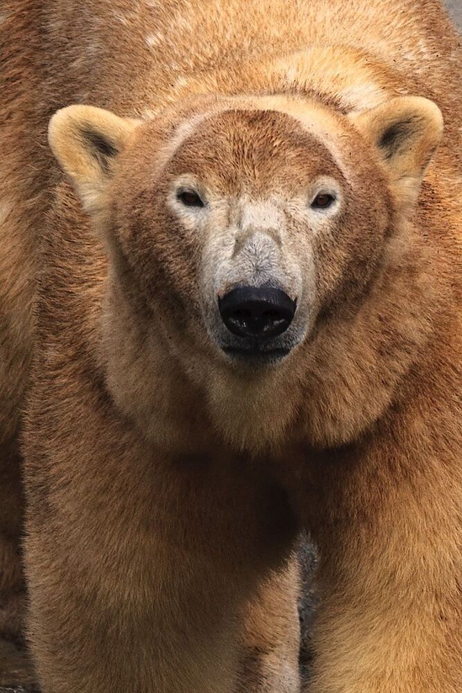 ZOO_Логия