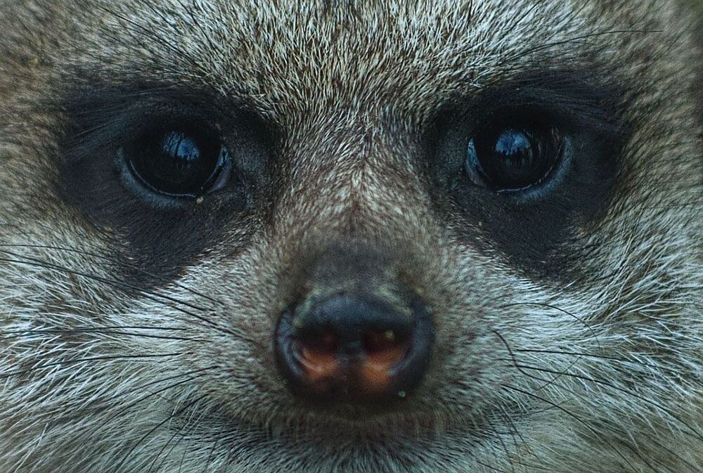 ZOO_Логия