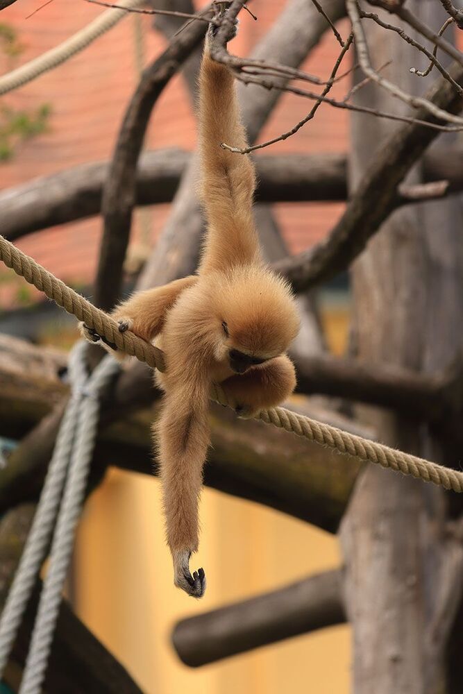 ZOO_Логия