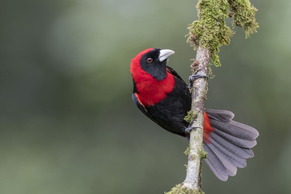 Crimson-collared Tanager (Ramphocelus sanguinolentus) Tangara Capuchirroja (Rey de Sargento, Sangre de Toro) R