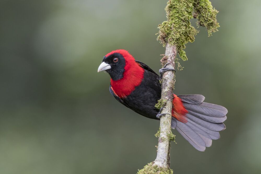 Crimson-collared Tanager (Ramphocelus sanguinolentus) Tangara Capuchirroja (Rey de Sargento, Sangre de Toro) R