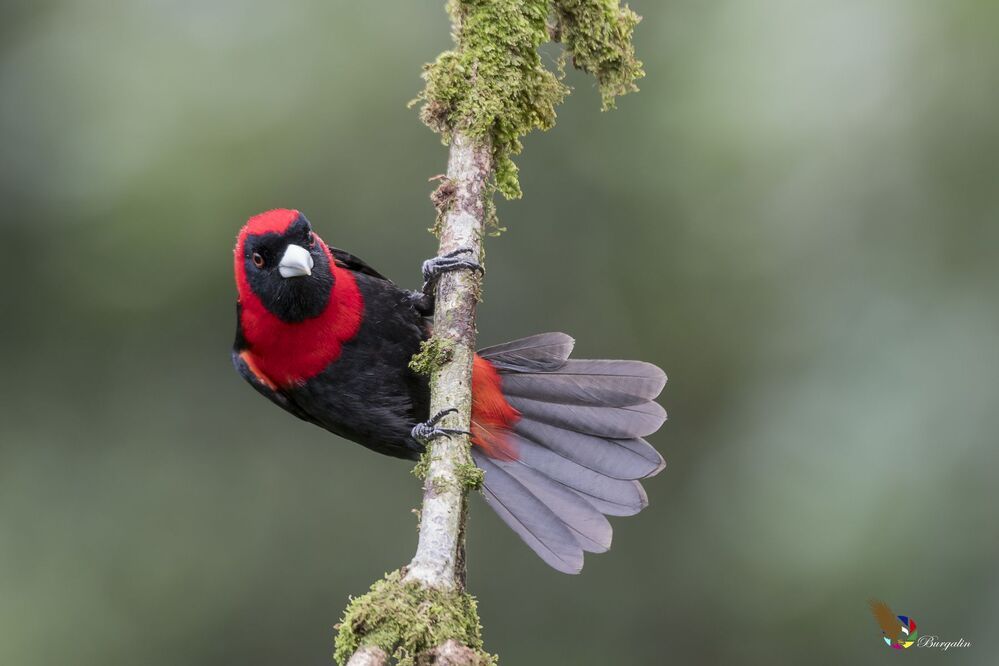 Crimson-collared Tanager (Ramphocelus sanguinolentus) Tangara Capuchirroja (Rey de Sargento, Sangre de Toro) R