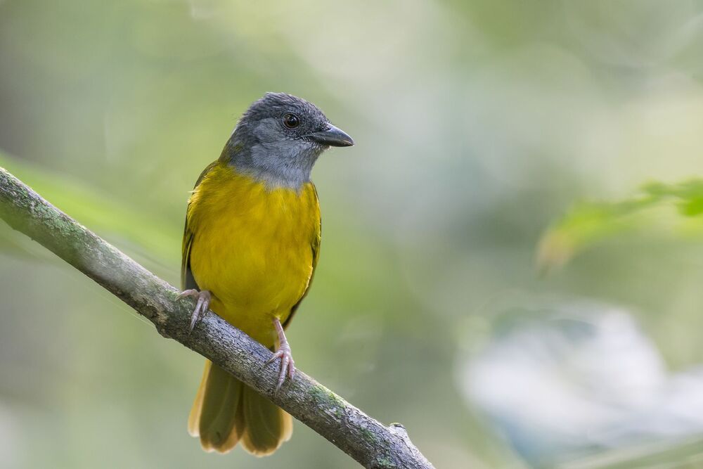 Bay-headed Tanager (Tangara gyrola) Tangara Cabecicasta&ntilde;a (Pavito) R