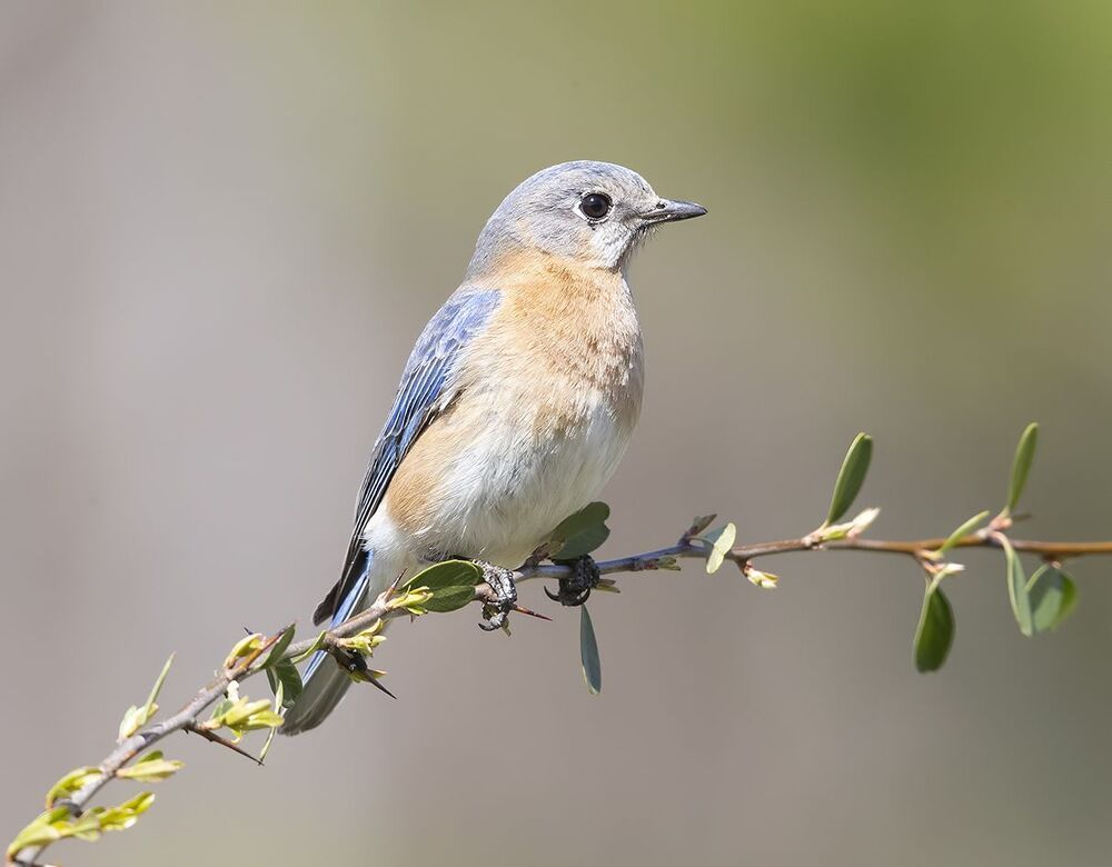 Восточная сиалия (самка) - Eastern Bluebird, female