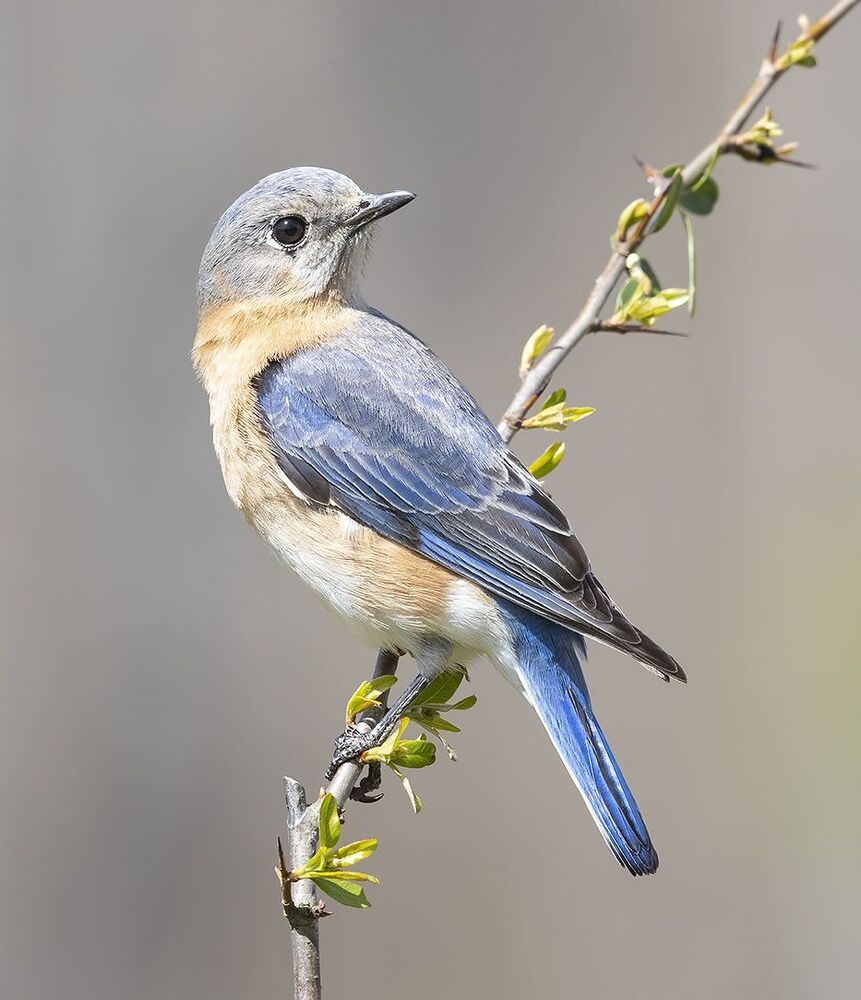 Восточная сиалия (самка) - Eastern Bluebird, female
