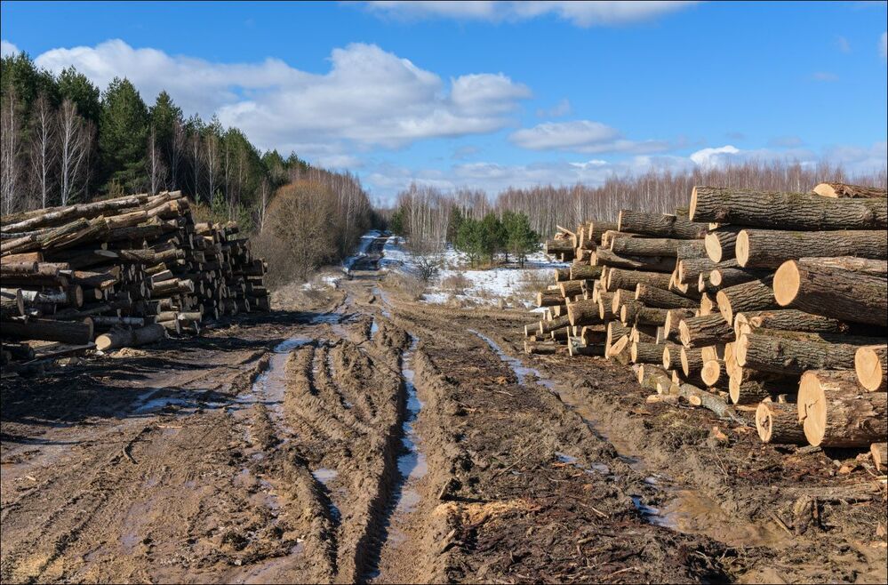 После зимней вырубки. Повсеместно, нещадно вырубаются леса, а взамен ни чего не высаживают ...
