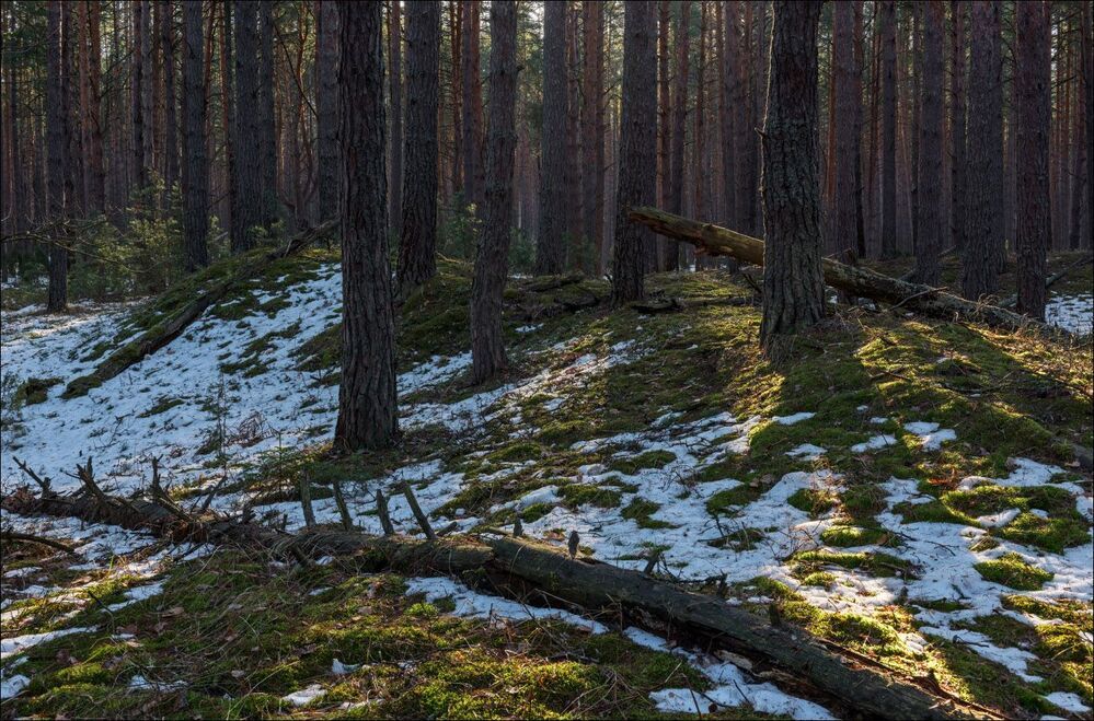 Весна в сосновом лесу
